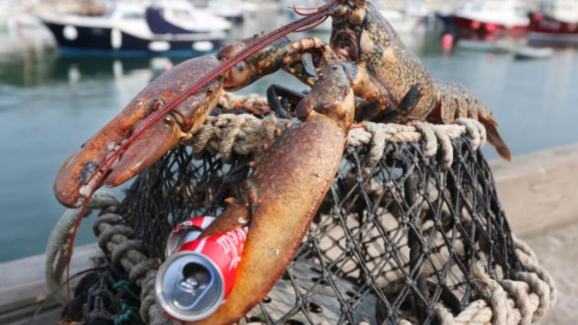 Αστακός γλίτωσε την κατσαρόλα λόγω βάρους