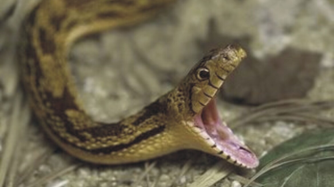 Φίδι δάγκωσε καθηγήτρια στο Κιλκίς 