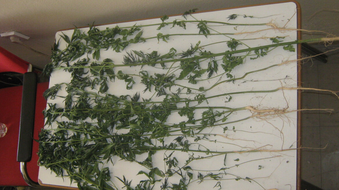 Δεν πρόλαβαν να μεταφυτεύσουν τα χασισόδεντρα!