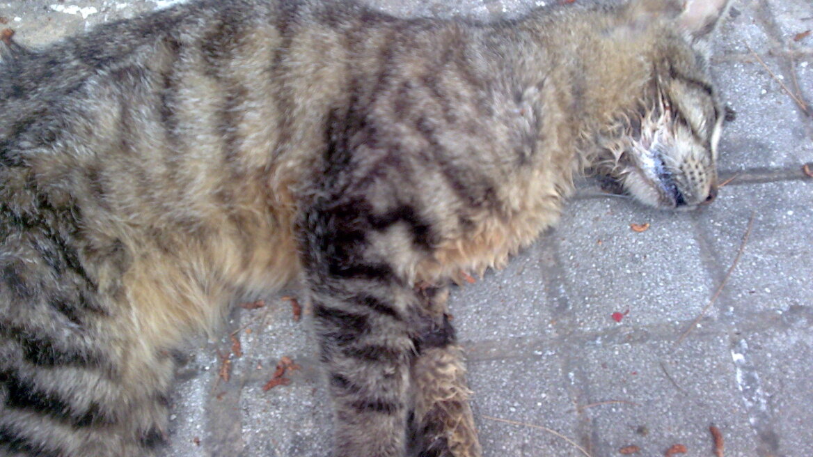 «Τσουχτερό» πρόστιμο για ηλικιωμένο που δηλητηρίασε γάτες στη Σαλαμίνα  