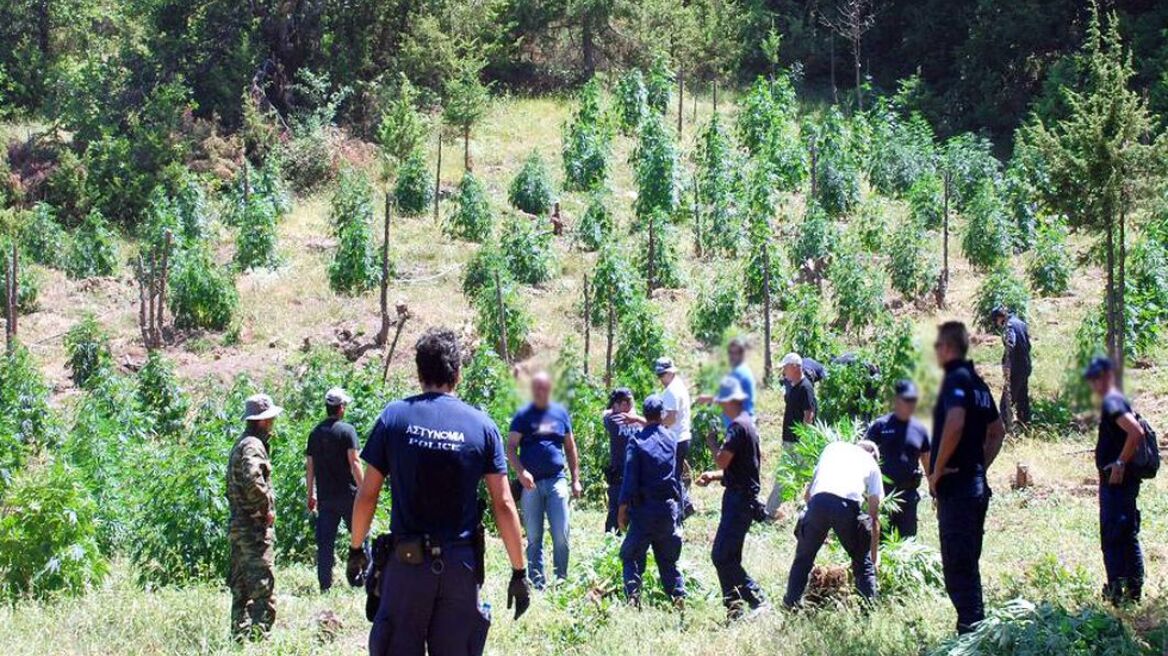 Μεγάλη χασισοφυτεία σε δάσος της Μεσσήνης