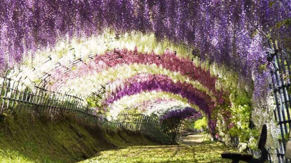 Τα ομορφότερα τούνελ δέντρων στον κόσμο!