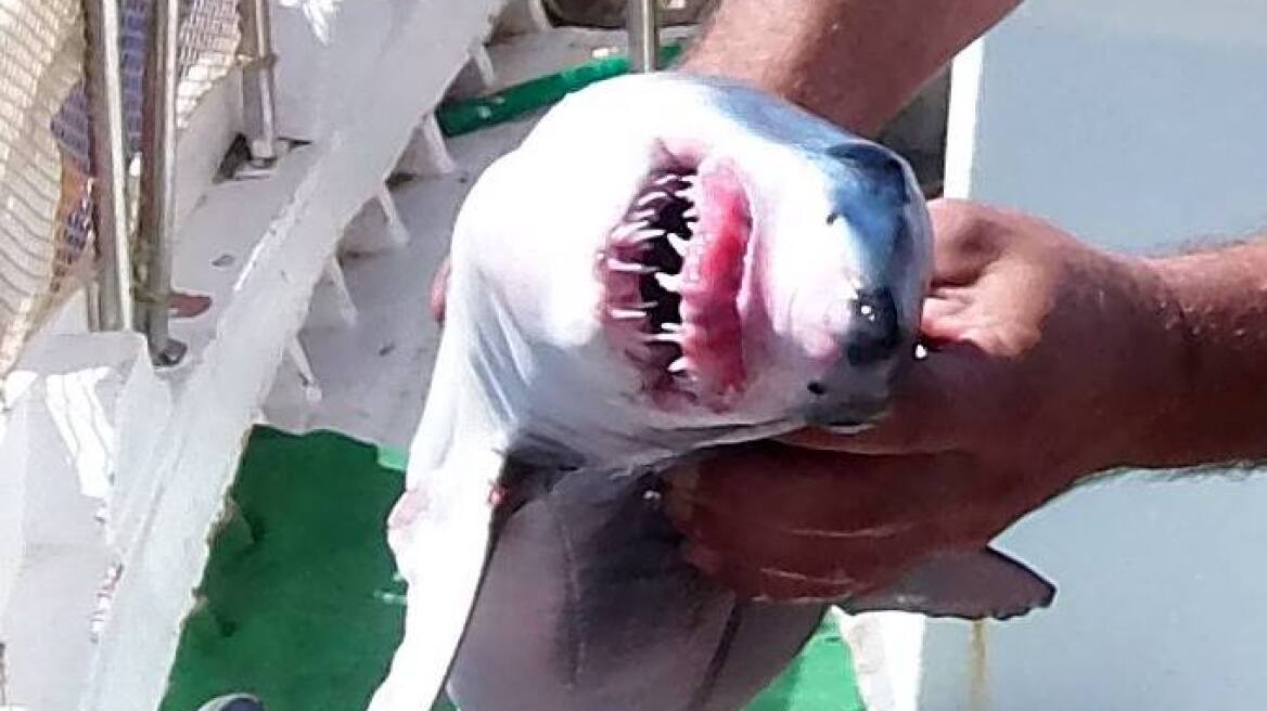 Ψαράς από την Κεφαλλονιά έπιασε μικρό καρχαρία