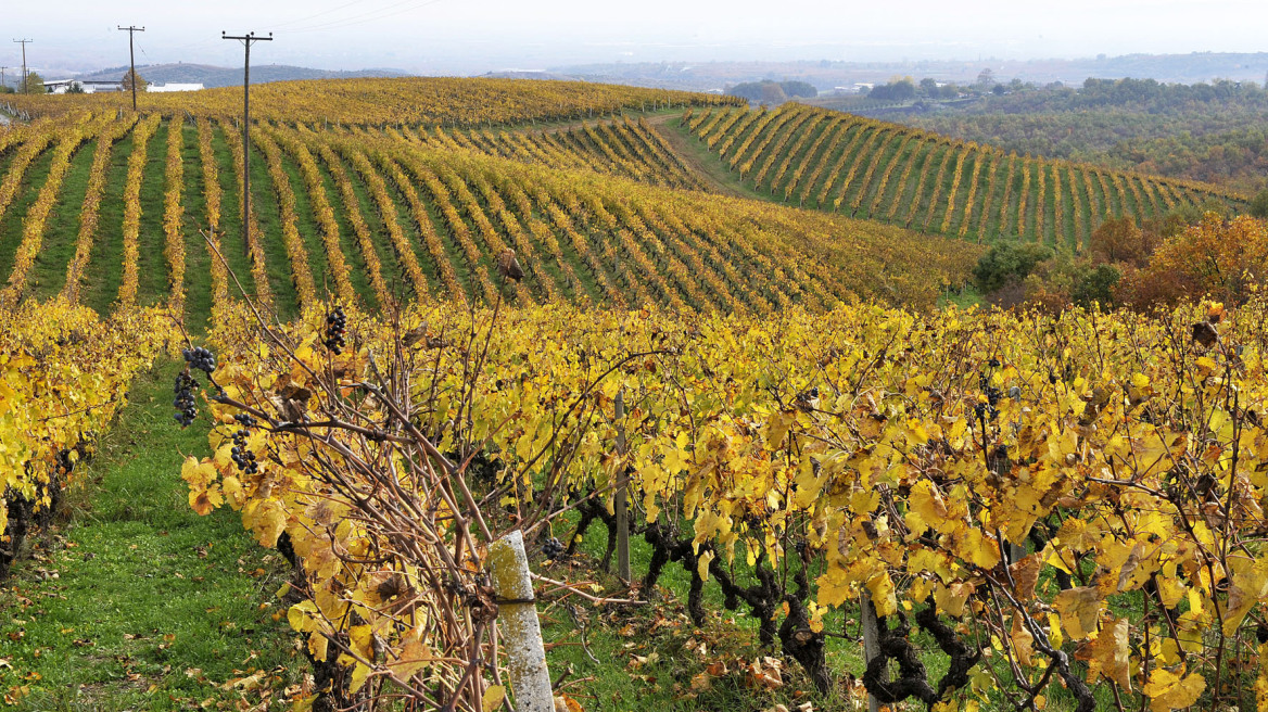 Focus στους αμπελώνες της Σαντορίνης