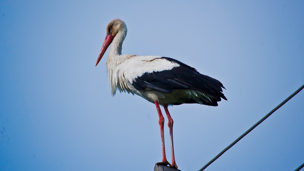 Πυροβόλησαν και σκότωσαν πελαργό στο Αγρίνιο!