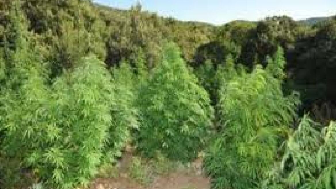  Πότιζε τη χασισοφυτεία με αυτοσχέδια ποτιστήρια!