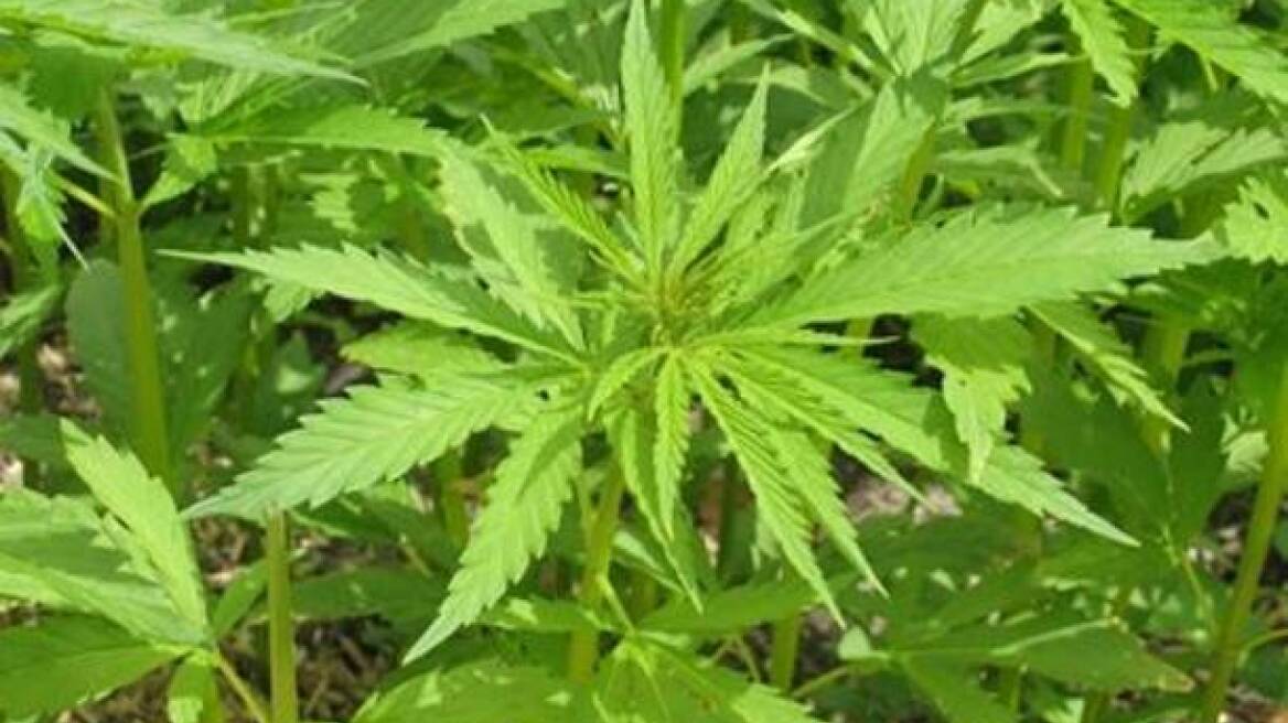 Η «παρθενική» του καλλιέργεια... του πέρασε χειροπέδες!