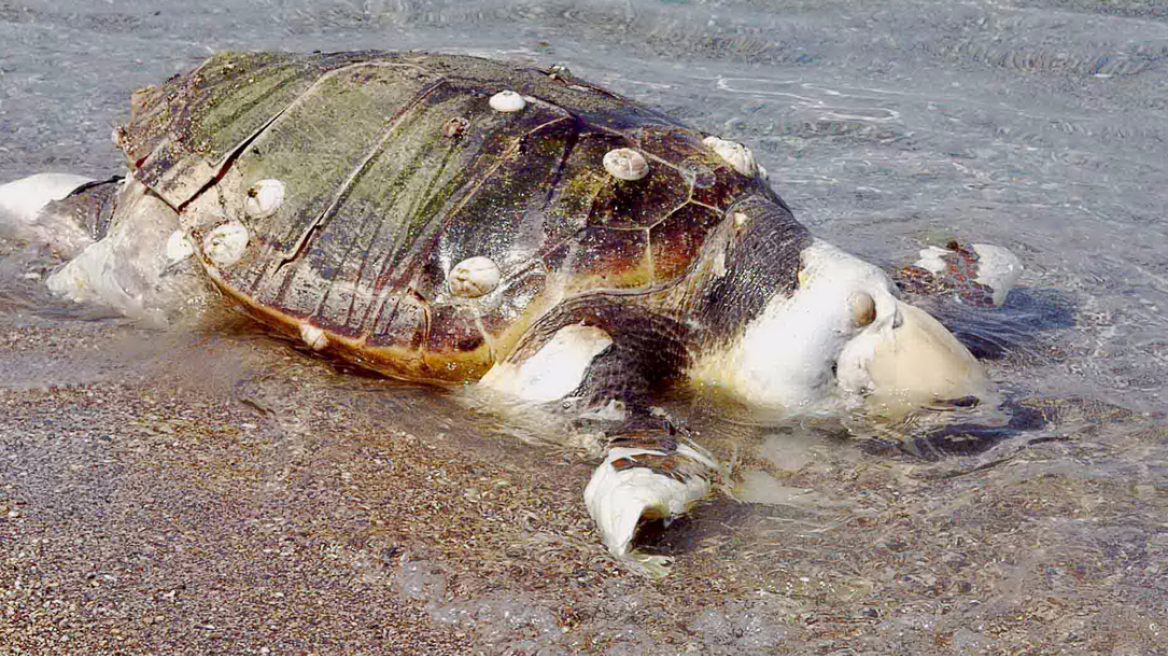 Χελώνα καρέτα - καρέτα επιστρέφει στην ελευθερία έξι χρόνια μετά