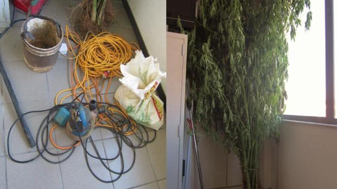 «Αδέσποτη» χασισοφυτεία στην Αρκαδία