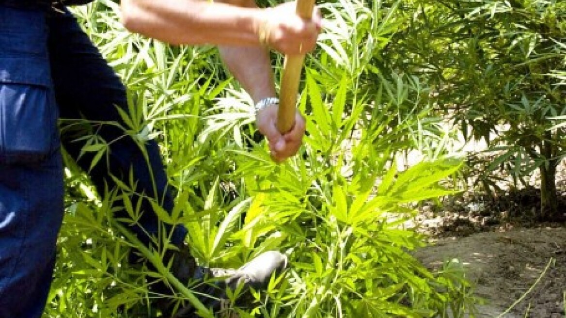 Ο χασισοκαλλιεργητής έκλεβε και μηχανάκια!