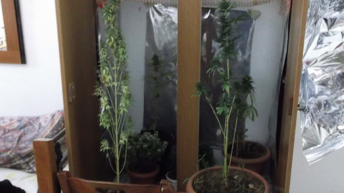 Νάξος: Η ξύλινη ντουλάπα έγινε… θερμοκήπιο κάνναβης!