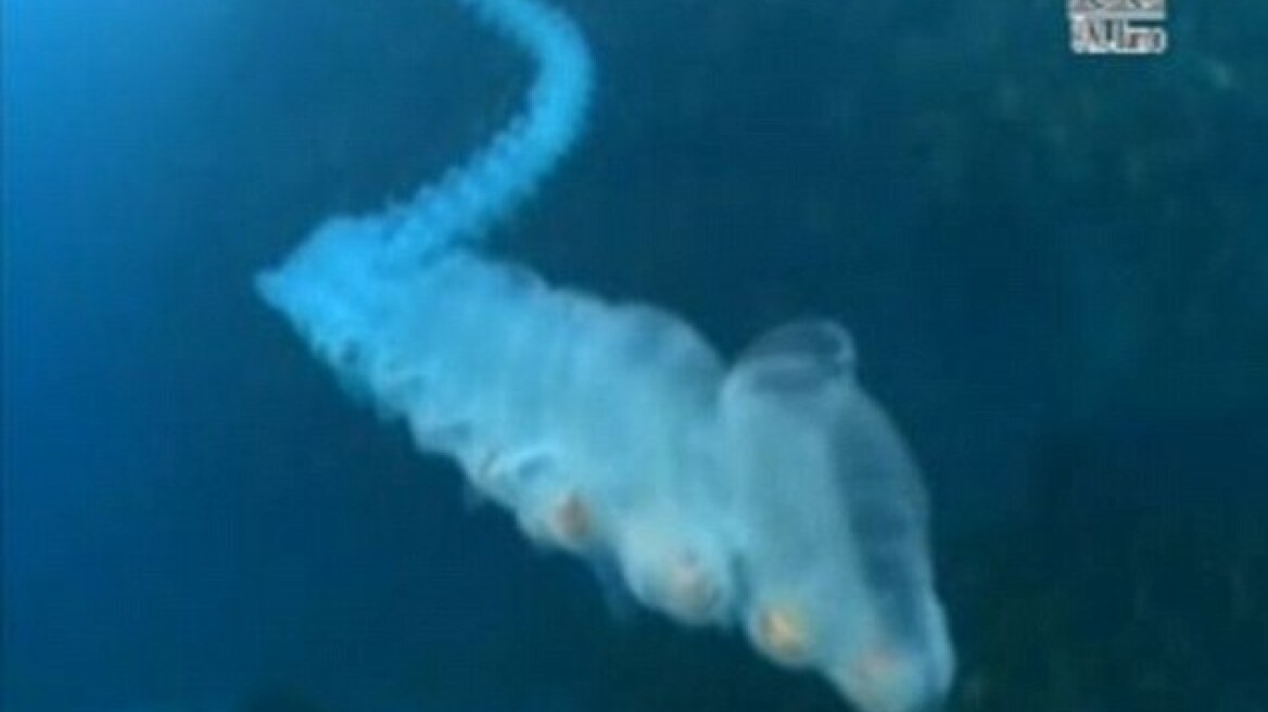 Θαλάσσιος μονόκερως μήκους 30μ. εντοπίστηκε στην Τασμανία