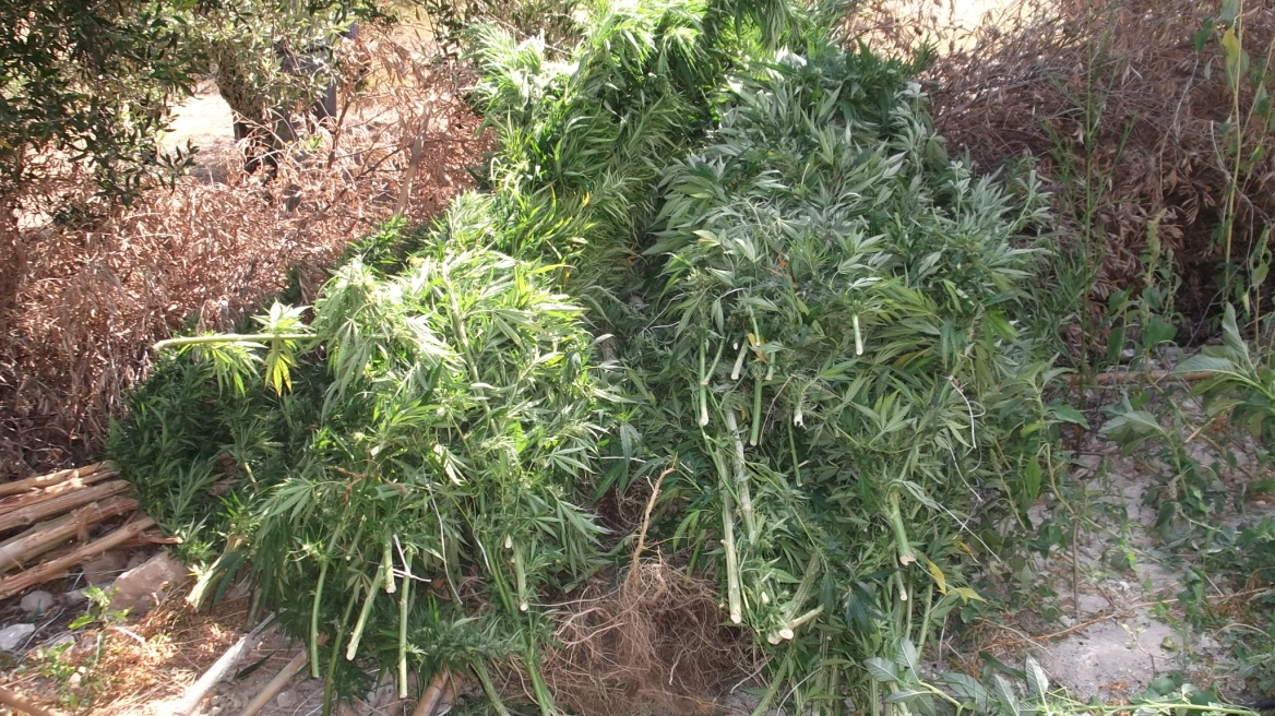 Τεράστια χασισοφυτεία με 515 δενδρύλλια στο Ρέθυμνο