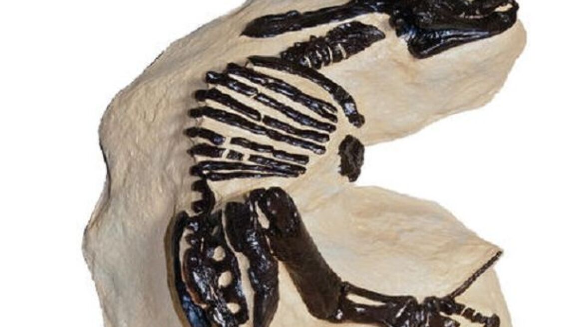 Στο «σφυρί» οι σκελετοί δύο δεινοσαύρων έναντι 6 εκατ. στερλινών 