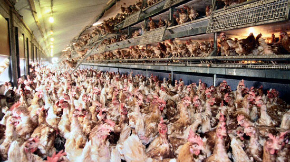 Κίνα: Εργαζόμενη σε εργοστάσιο πουλερικών μολύνθηκε με τον ιό της γρίπης των πτηνών 