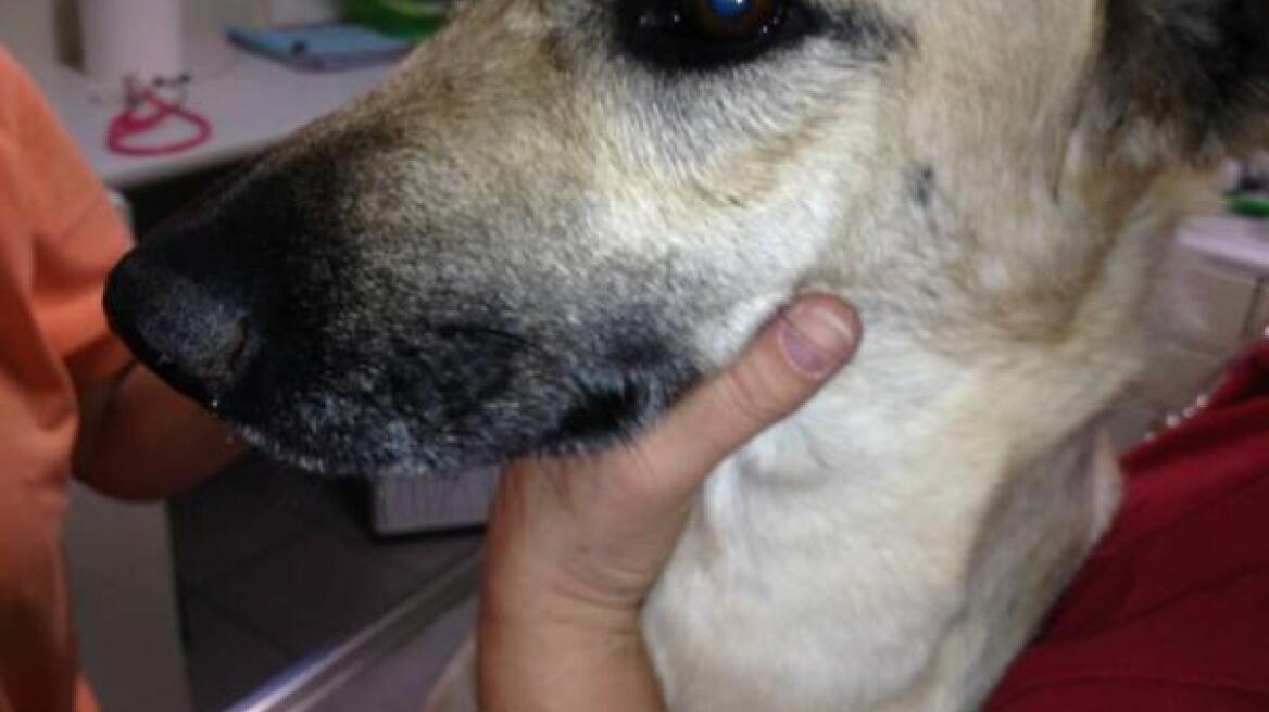 Κρούσμα κτηνοβασίας στο Ολυμπιακό χωριό