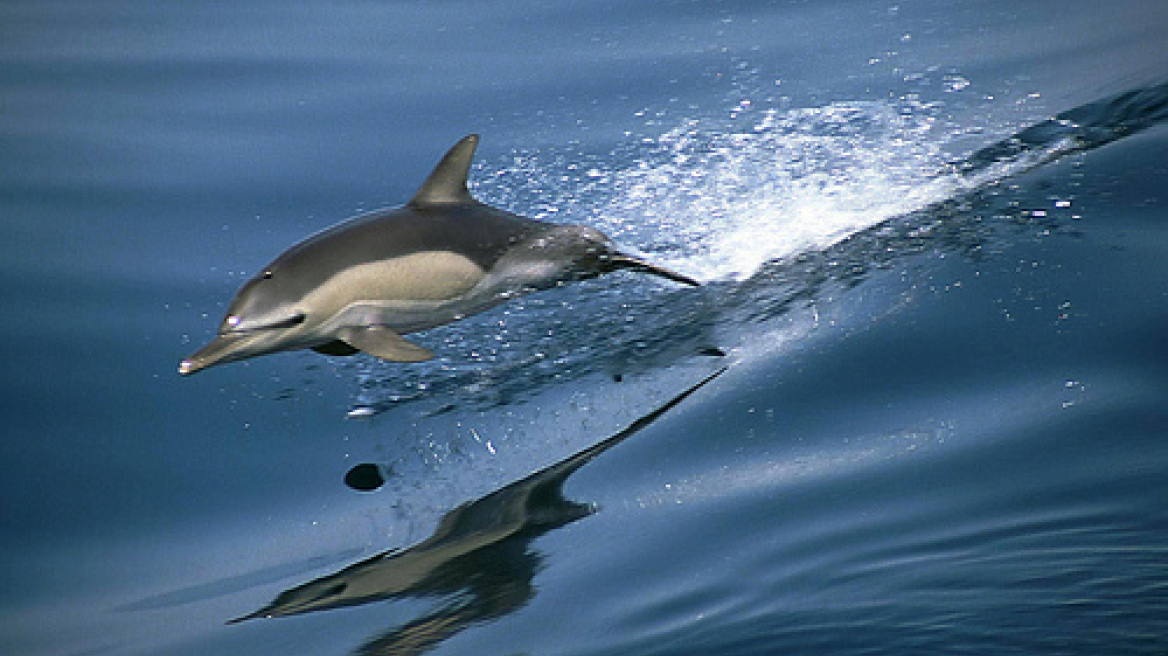 Πυροβολούν δελφίνια στη Θάσο!