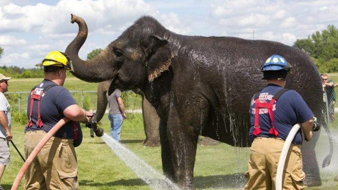 Δείτε βίντεο: Πυροσβέστες κάνουν μπάνιο... ελέφαντες