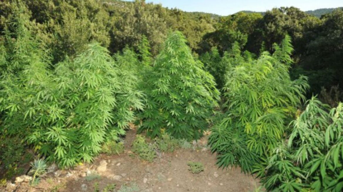 Κρήτη: Εντοπίστηκε μεγάλη χασισοφυτεία στο Μυλοπόταμο