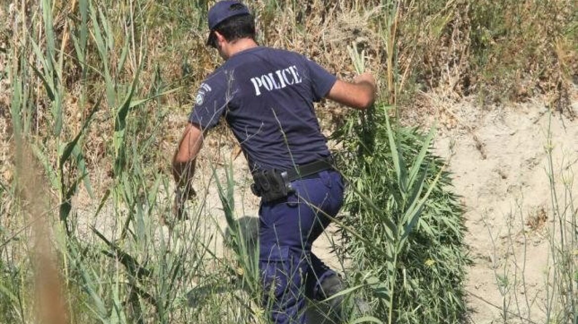 Ζαρζαβατικά μαζί με...χασισόδενδρα στην Αμαλιάδα 