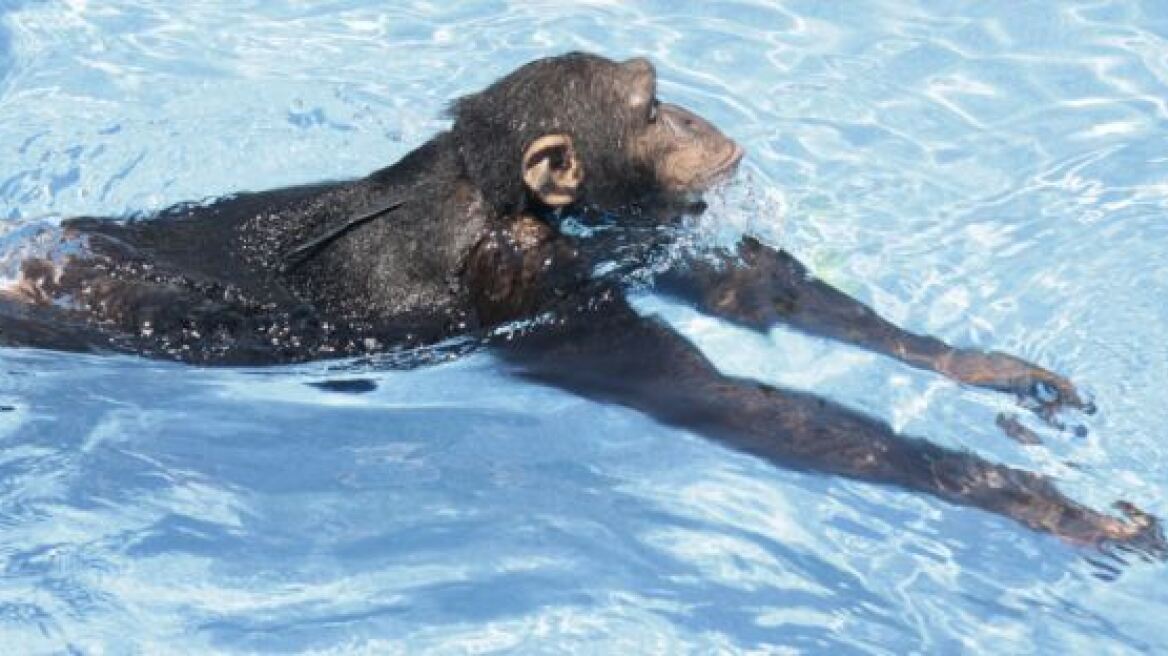 Δείτε βίντεο: Και οι πίθηκοι ξέρουν κολύμπι!