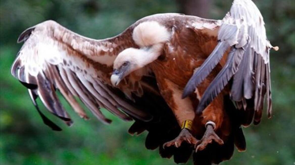 Oρνια θύματα ασυνείδητων στην Κρήτη