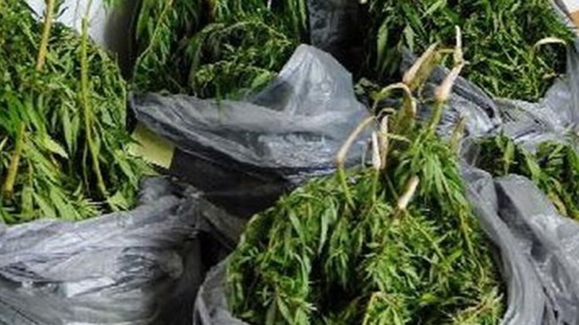 Μοίρασε στα δυο τη χασισοφυτεία του!