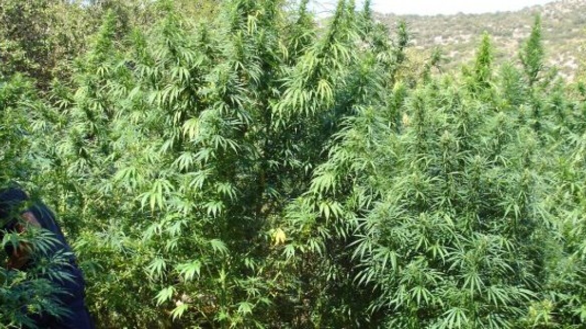 Φυτεία με 47 χασισόδεντρα μέσα σε δάσος στις Σέρρες