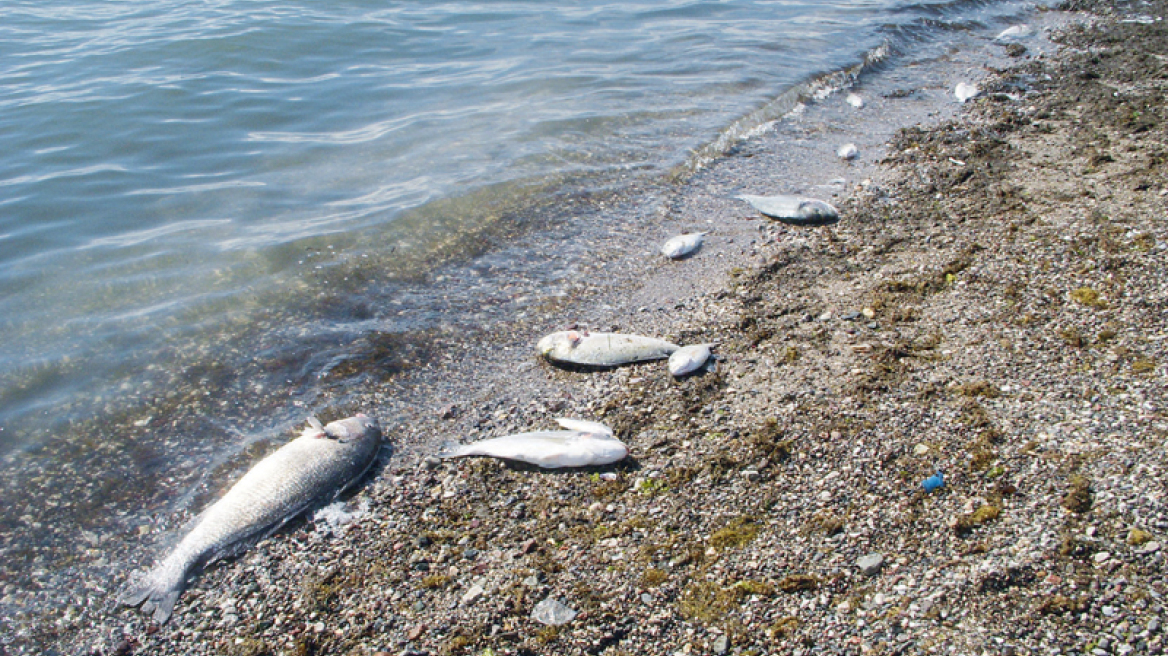 Νεκρά ψάρια σε υγρότοπο στα Τρίκαλα 