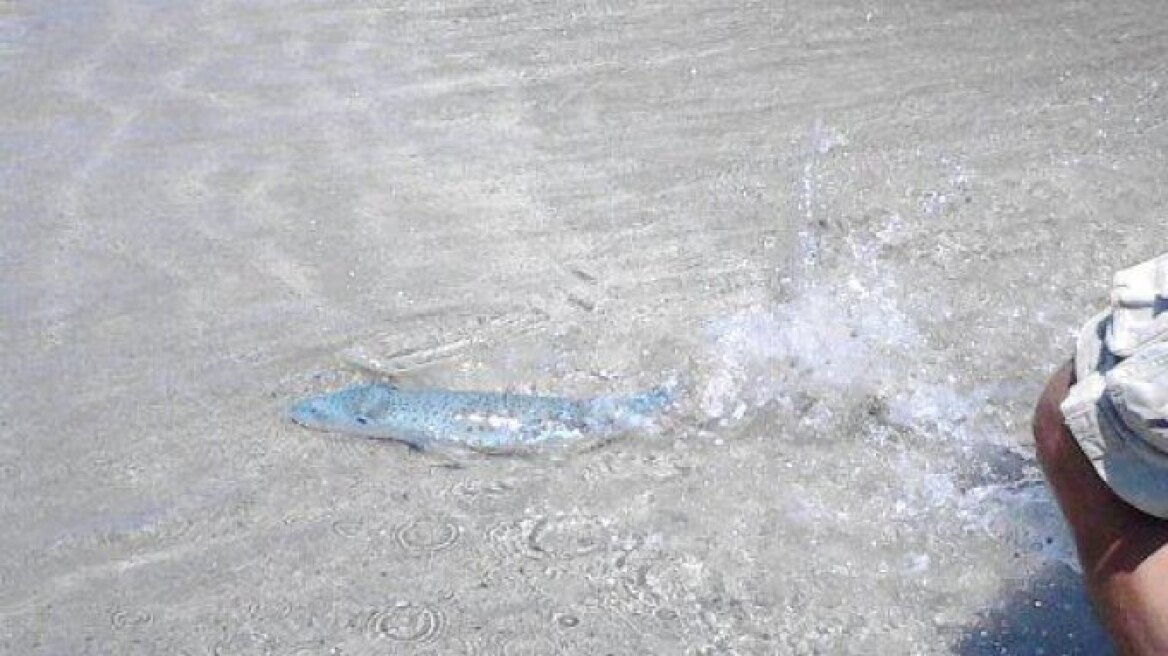 Επικίνδυνο λαγόψαρο εμφανίστηκε στις ακτές της Ιεράπετρας