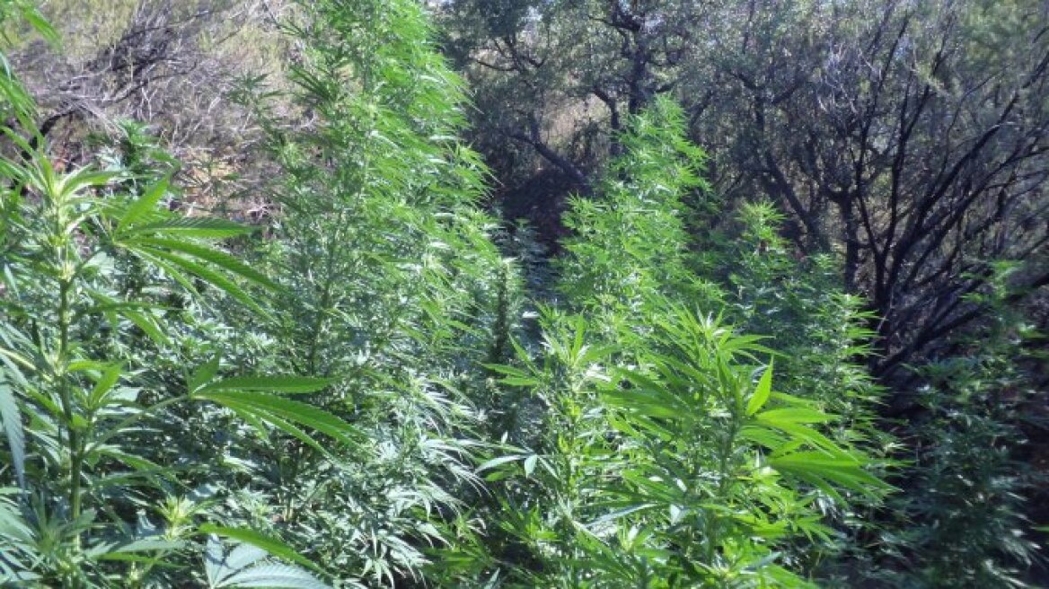 Η πυκνή βλάστηση έκρυβε τα...δενδρύλλια κάνναβης