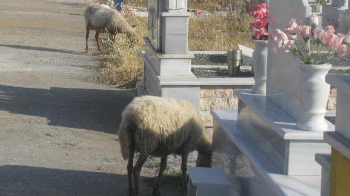  Νεκροταφείο...βοσκότοπος στη Βόνιτσα