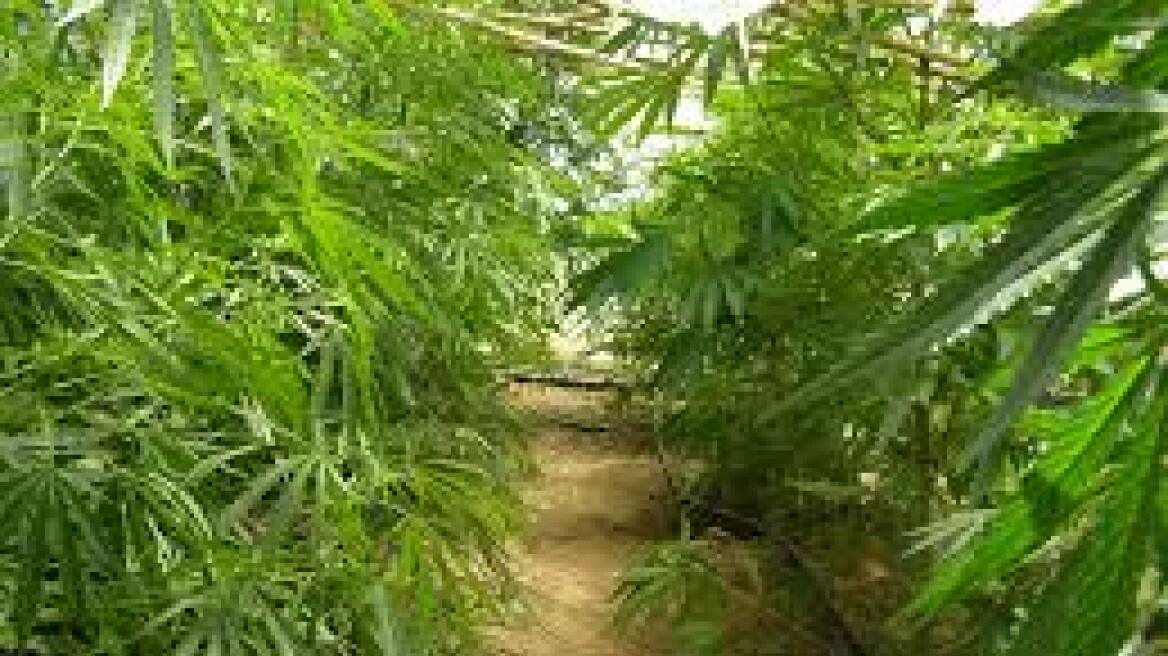 Πατέρας και γιοι καλλιεργούσαν χασισόδεντρα στην Ηλεία