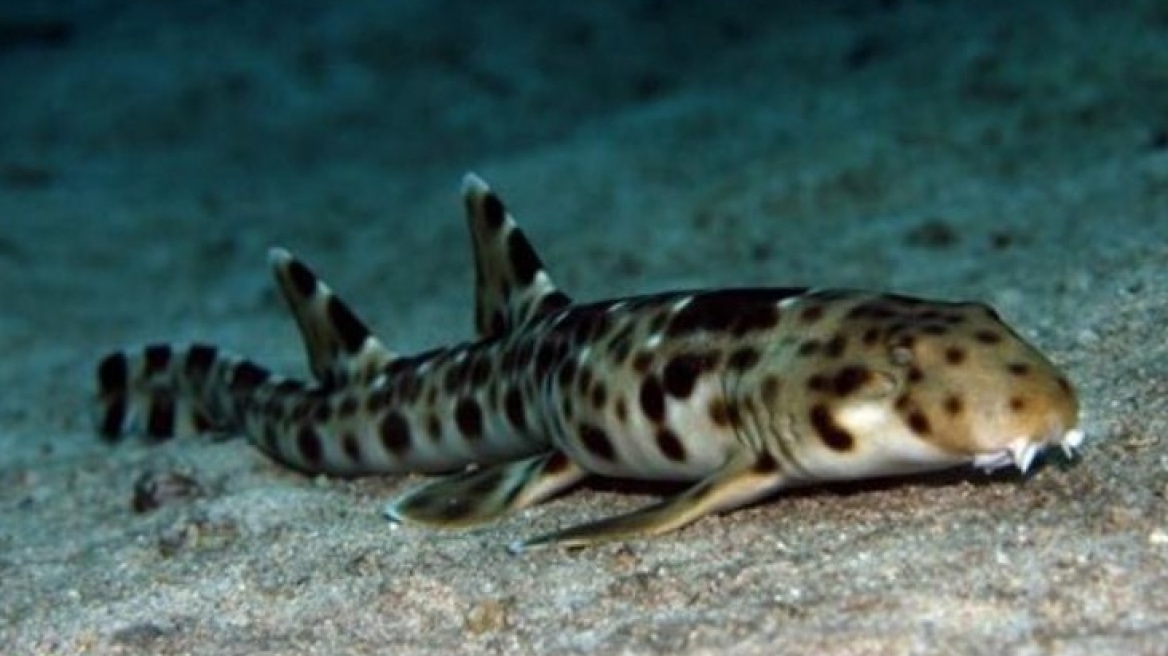 Καρχαρίας που «περπατάει» εντοπίστηκε στην Ινδονησία