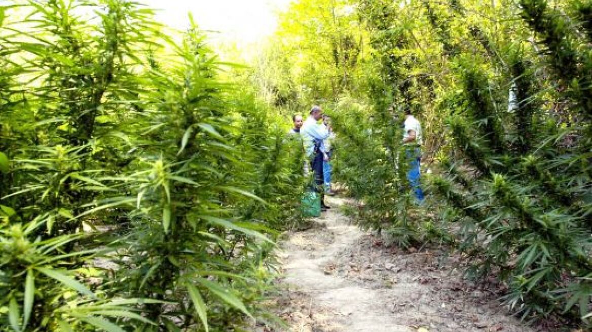 Δύο συλλήψεις για καλλιέργεια χασίς στο Ρέθυμνο