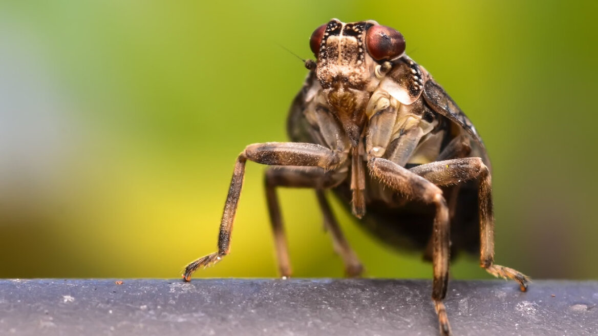 Ανακαλύφθηκε ζώο που φέρει «μηχανικά» γραναζια στα πόδια