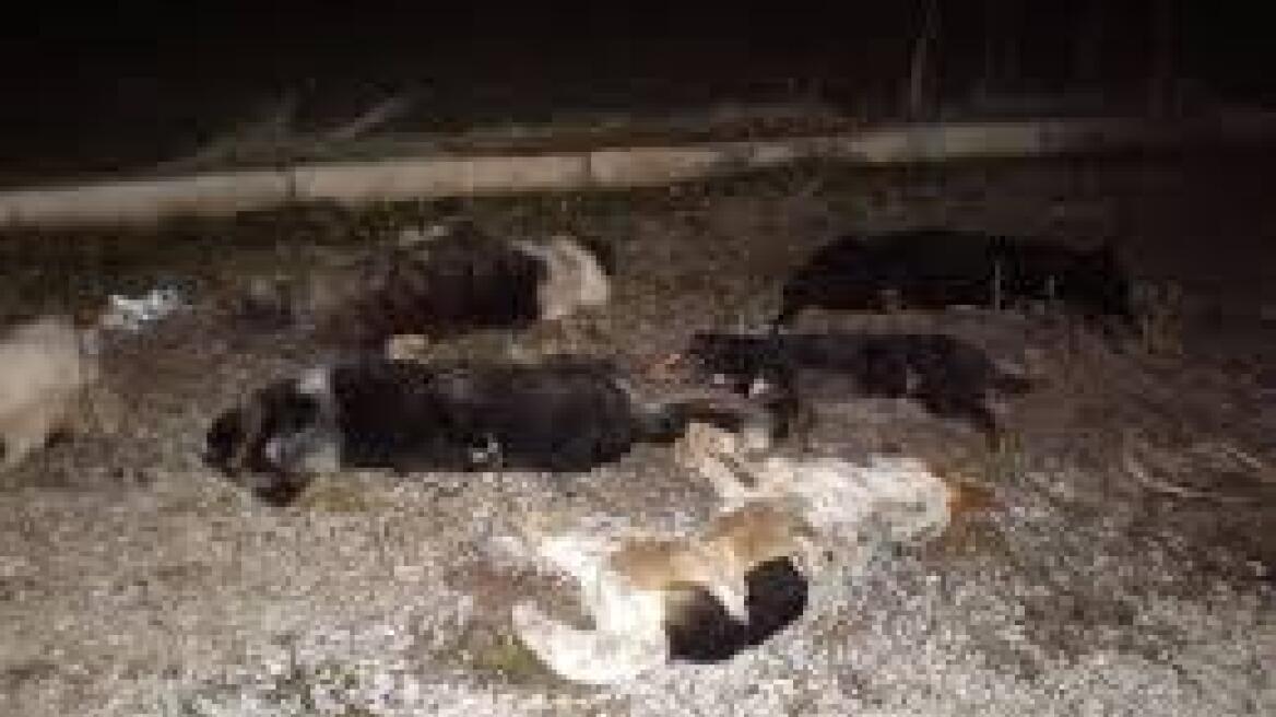 Λάρισα: Επικήρυξαν ασυνείδητο που σκότωσε 16 σκυλιά και γάτες