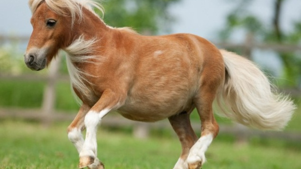 Η Μαφία πίσω από την απαγωγή του μικρότερου αλόγου στον κόσμο;