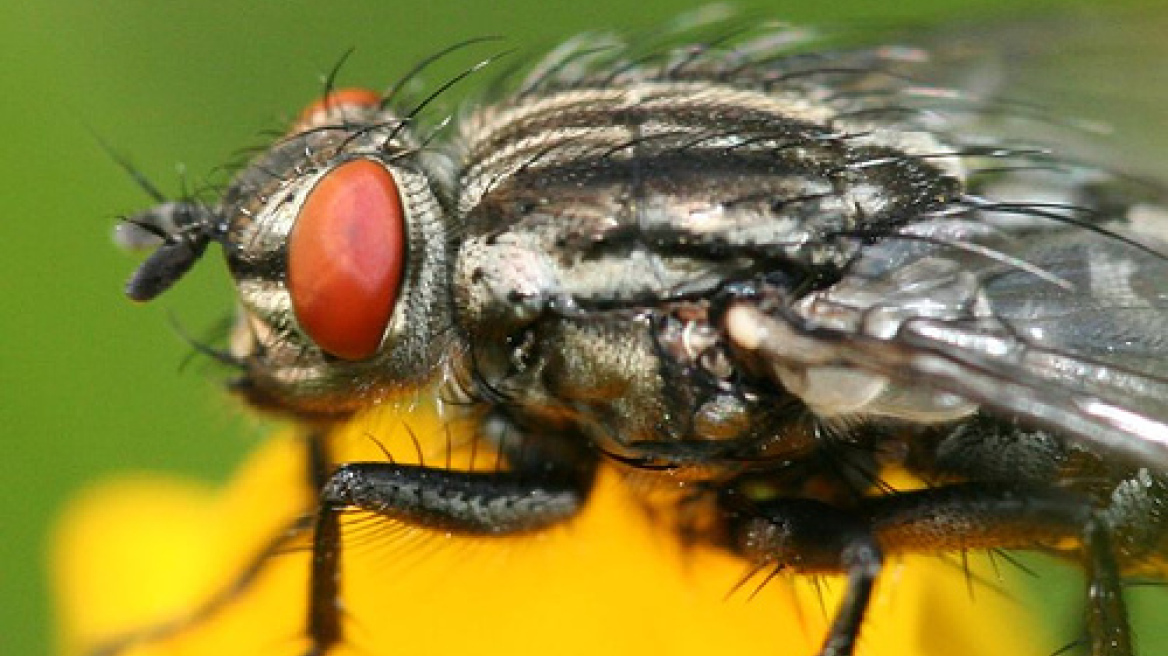 Γιατί μας ξεφεύγουν οι μύγες