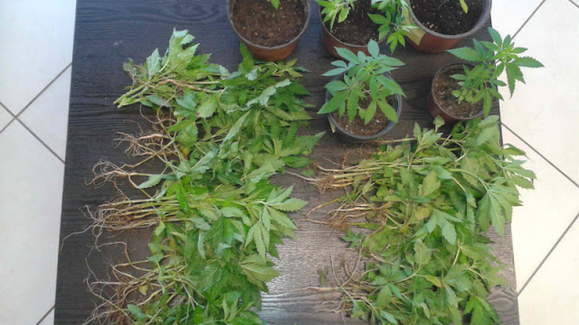 Παππούς καλλιεργούσε... χασισόδεντρα στη Θεσσαλονίκη