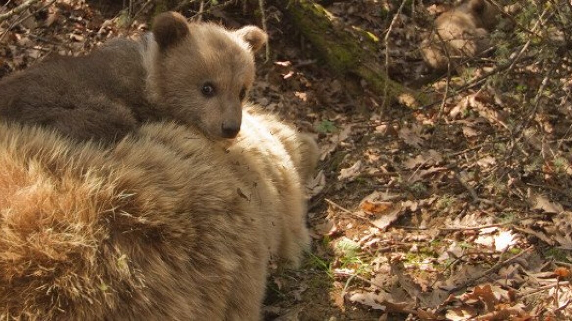Καστοριά: Εντοπίστηκε νεκρή θηλυκή αρκούδα που θήλαζε μωρά 
