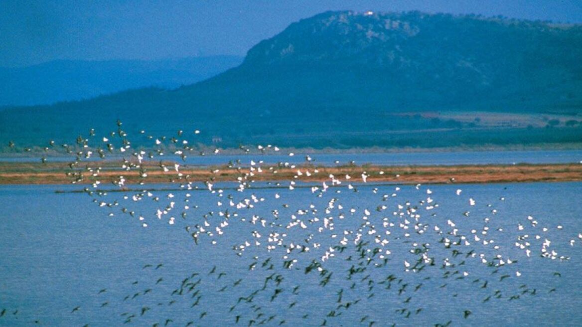 Εκδηλώσεις σε όλη την Ελλάδα για τη Γιορτή των Πουλιών