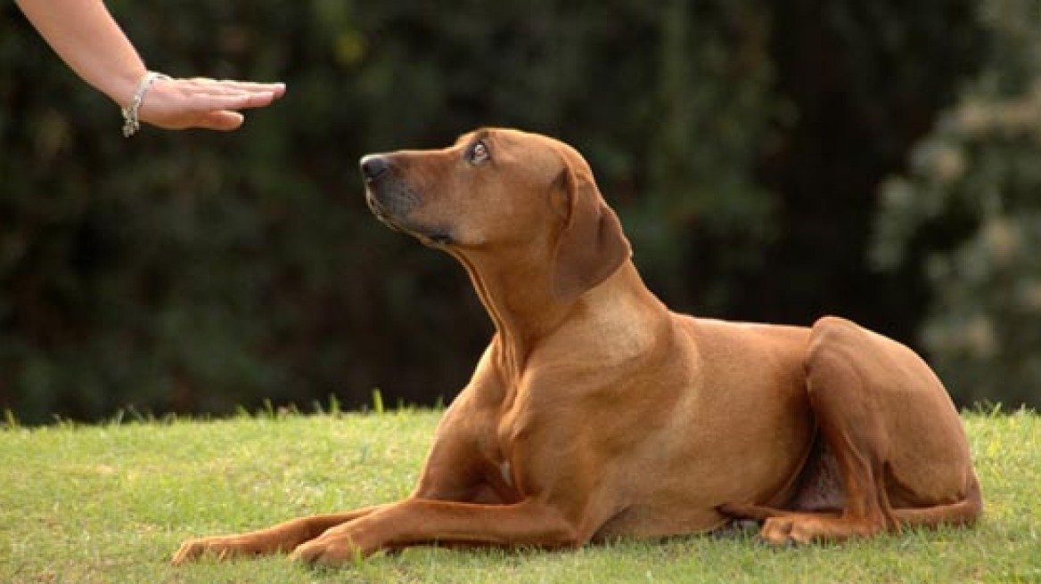 Τρίκαλα: Ο σκύλος μύρισε το χασίς και τα δενδρύλλια