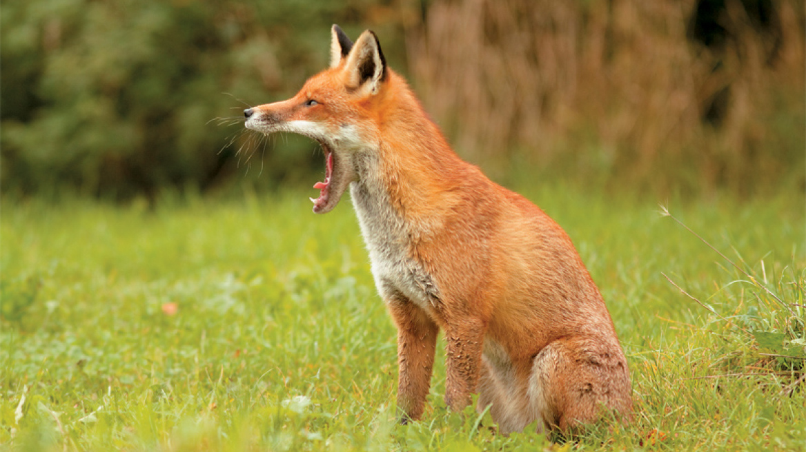 Θεσσαλονίκη: Δεύτερο κρούσμα λύσσας σε αλεπού 
