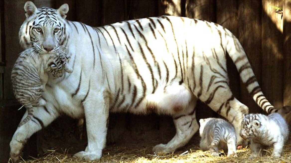 Μια λευκή τίγρης στην Αθήνα