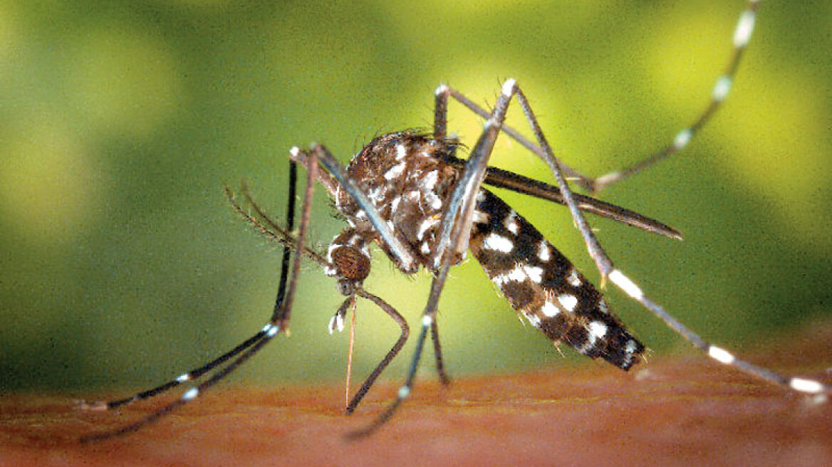 Τα κουνούπια και ο ιός του Δυτικού Νείλου «χτυπούν» ακόμη στην Ελλάδα