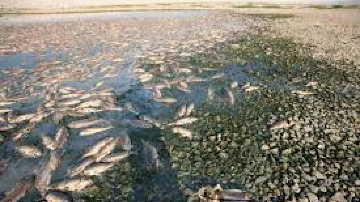 Μαγνησία: Εκατοντάδες νεκρά ψάρια εντοπίστηκαν στη λίμνη Κάρλα