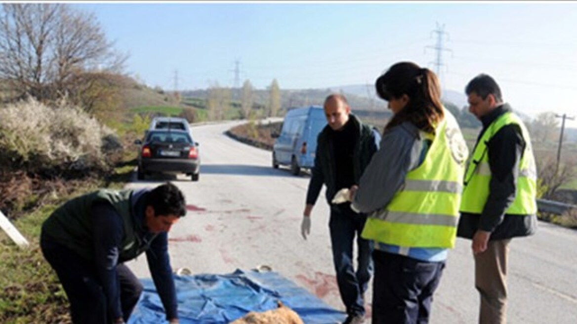 Αρκούδα νεκρή από τροχαίο με αξιωματικούς της ΕΛ.ΑΣ.!