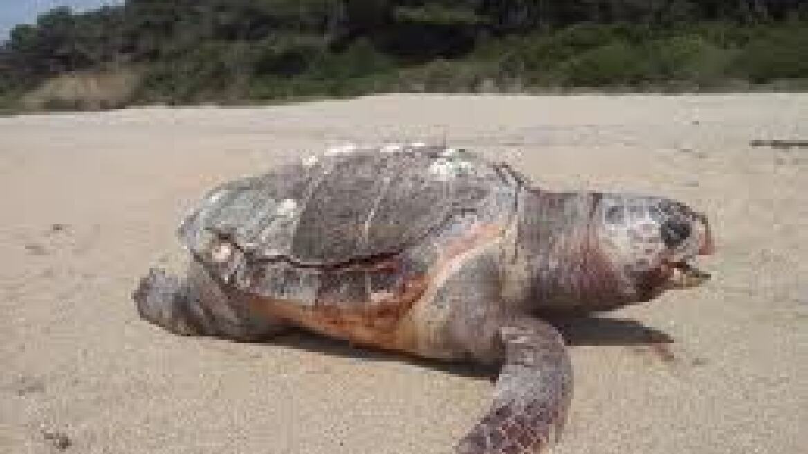 Νεκρή καρέτα-καρέτα στο λιμάνι της Πρέβεζας