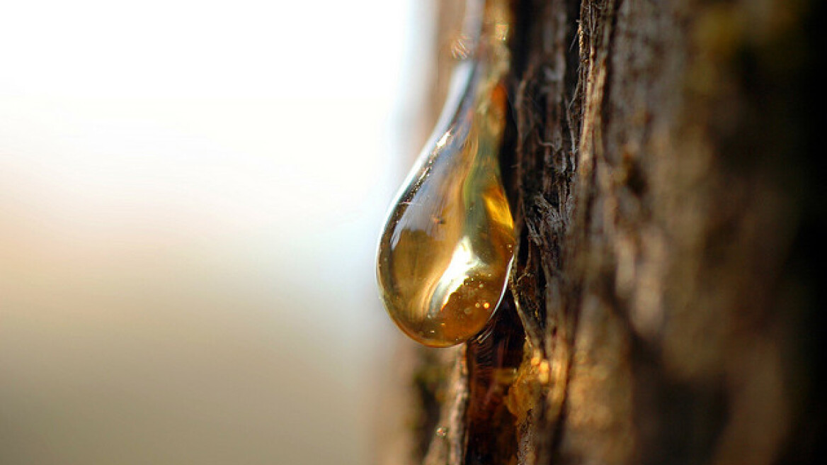 Μπορεί το ρετσίνι στα υγρά καύσιμα να μειώσει την εκπομπή αέριων ρύπων;